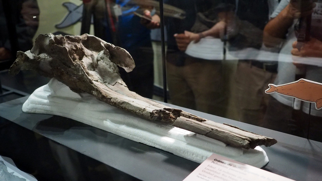 Descubren en la Amazonía el delfín de río más grande de la historia