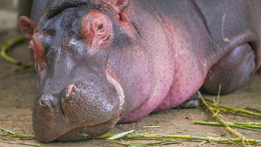 Deciden el futuro del hipopótamo más grande de Europa
