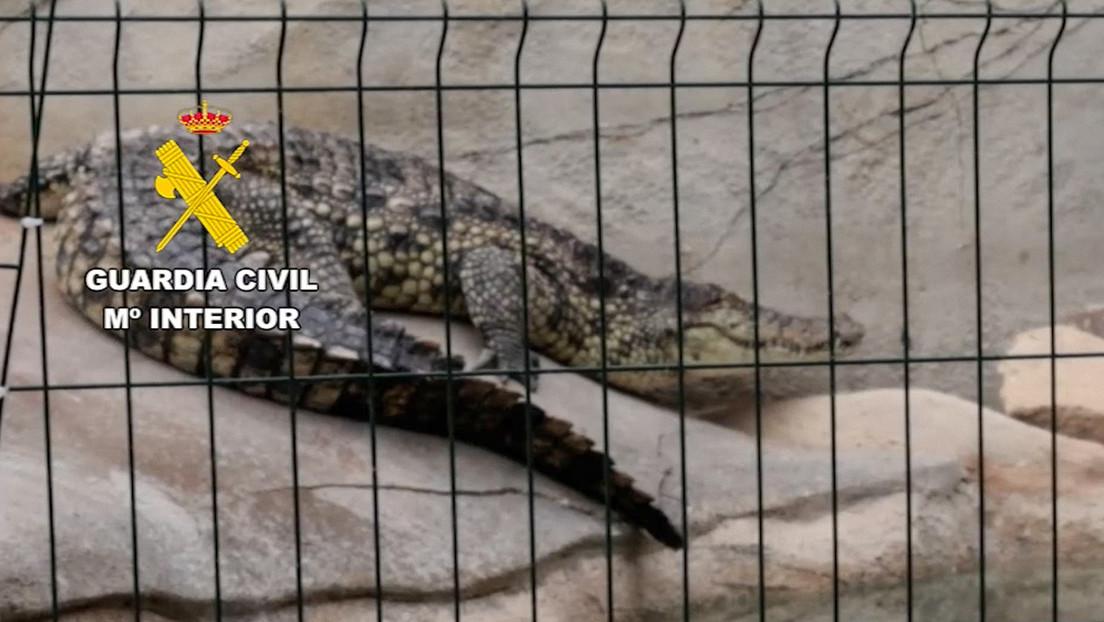 Rescatan varios animales exóticos en España (VIDEO)