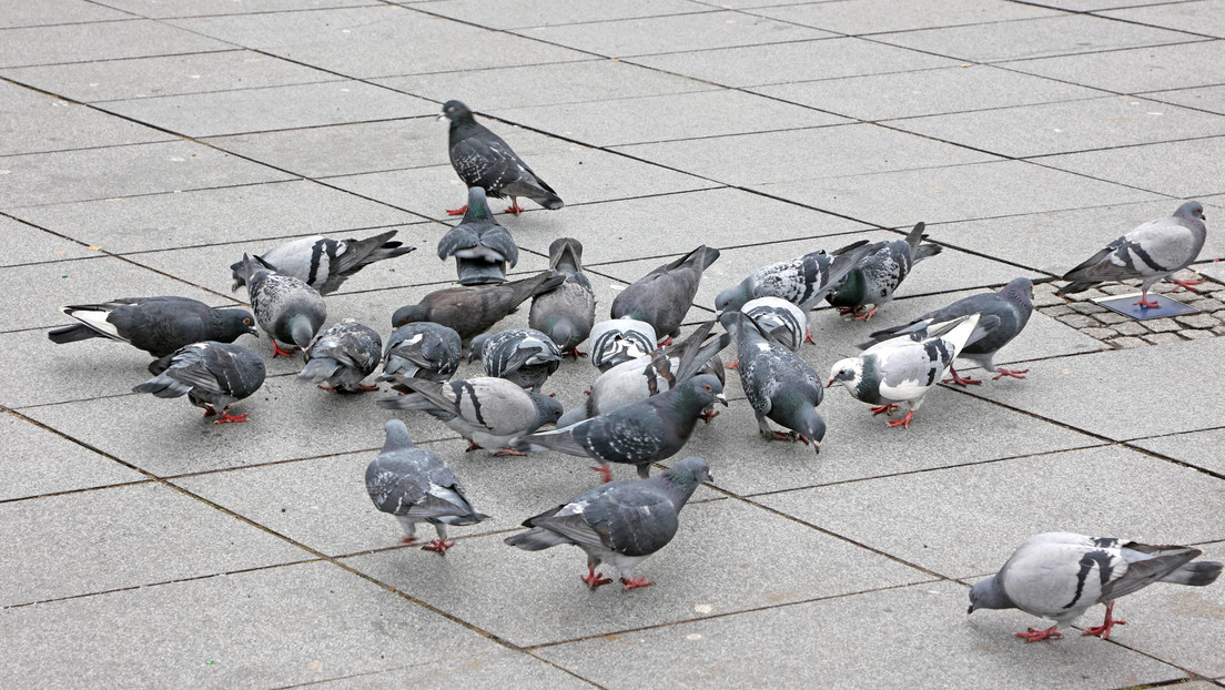 Multan a dos hombres en España con 1.000 euros por esta acción cotidiana