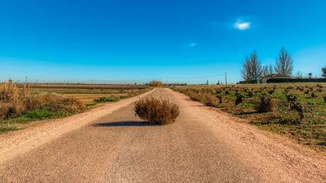 VIDEOS: Cientos de miles de plantas rodadoras 'invaden' una ciudad en EE.UU.