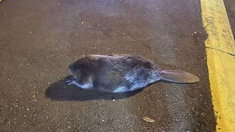 Detienen a un castor por bloquear una carretera en EE.UU.