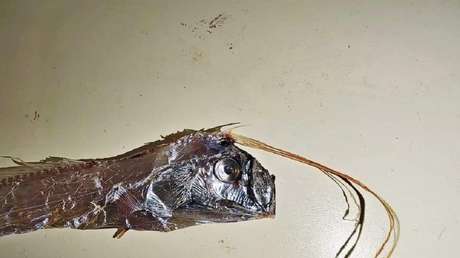 Se cree que este pez gigante presagia terremotos y tsunamis. Ahora hallaron 4 ejemplares a la vez