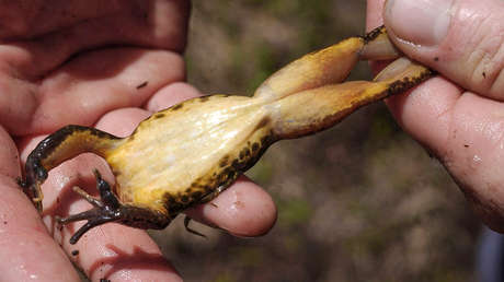 La UE come hasta 200 millones de ranas al año y pone en riesgo varias especies