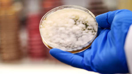 Crean 'carne' para hamburguesas con hongos modificados genéticamente