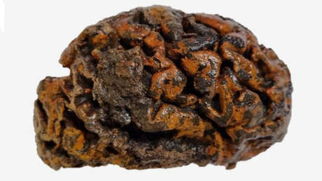 La sorprendente conclusión tras crear el mayor archivo de cerebros de hace miles de años