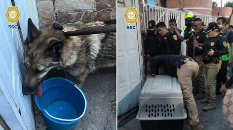 "Ejemplar de lobo" capturado en las calles de México resulta ser otro curioso animal