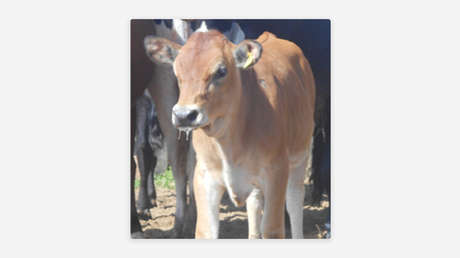 Por primera vez una vaca produce insulina humana en su leche