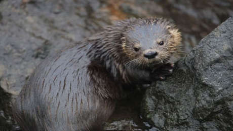 Este país tiene ahora el mayor número de especies de nutria en América