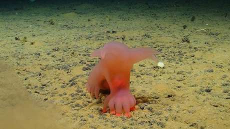 'Cerdo Barbie' y 'Unicumber': las nuevas especies descubiertas en las profundidades del Pacífico
