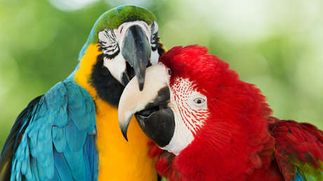 La mala noticia que le revelaron a un turco sus loros