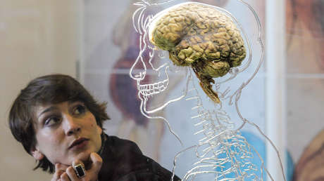 El cerebro humano creció de tamaño desde 1930