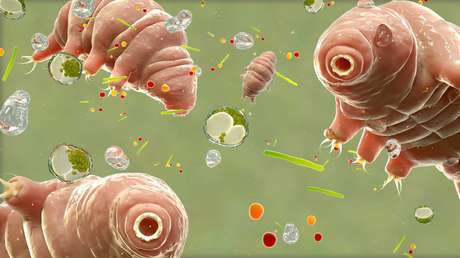 ¿Contienen los osos de agua el secreto de 'la eterna juventud'?