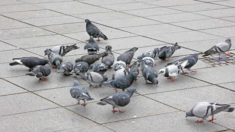 Multan a dos hombres en España con 1.000 euros por esta acción cotidiana