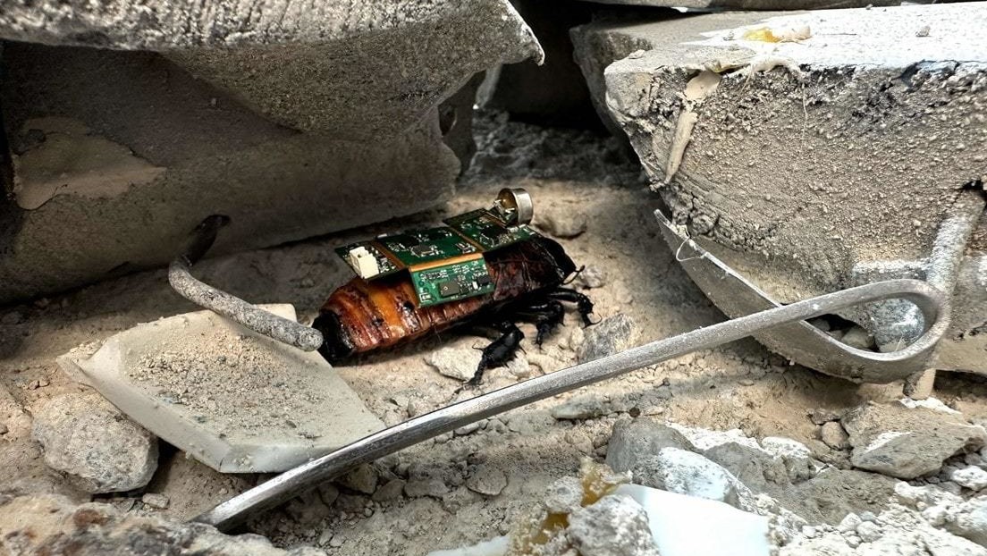 Desarrollan 'cibercucarachas' para misiones de rescate