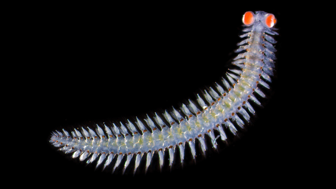 Descubren un gusano marino con ojos gigantes que usaría para un lenguaje 'secreto'