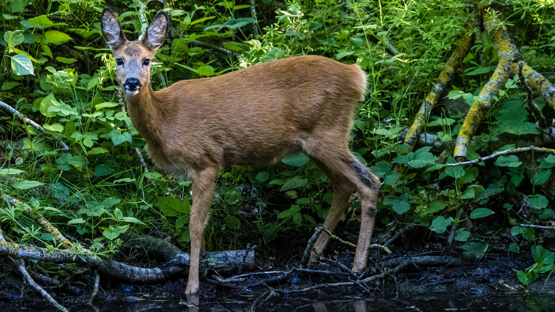Reportan las primeras muertes en EE.UU. relacionadas con la 'enfermedad del ciervo zombi'