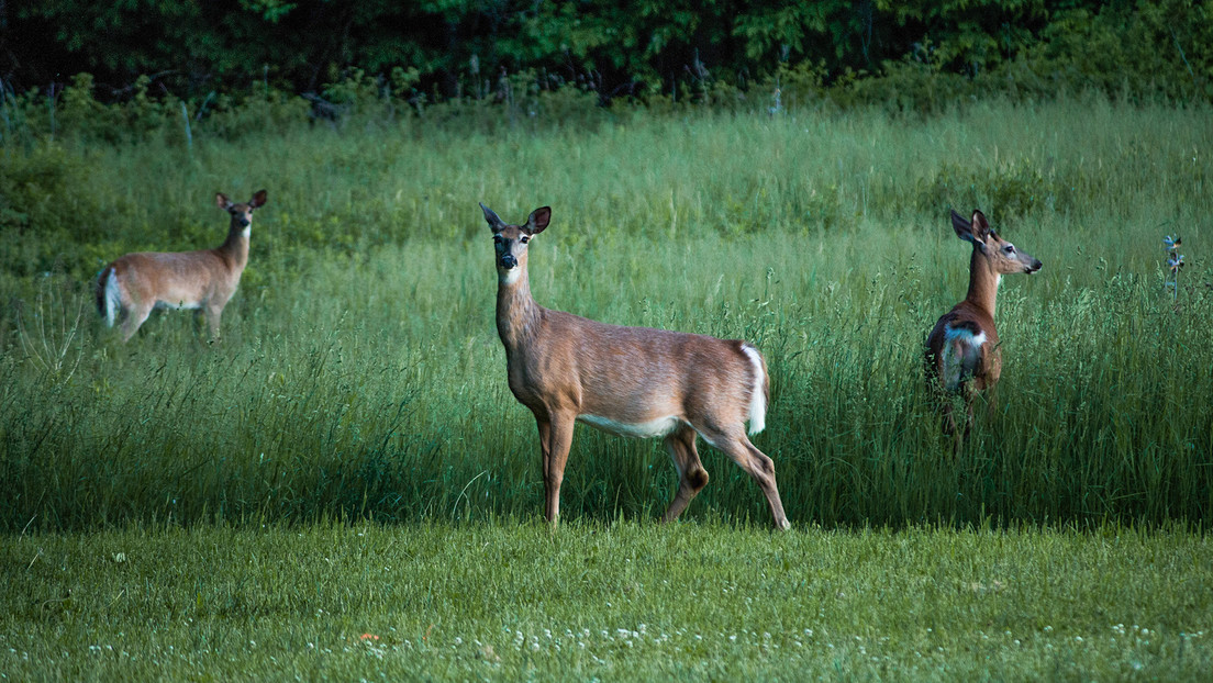 La 'enfermedad del ciervo zombi' se propaga en EE.UU.