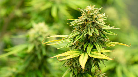 Descubren alrededor de 70 kg de marihuana en la casa de una alcaldesa francesa