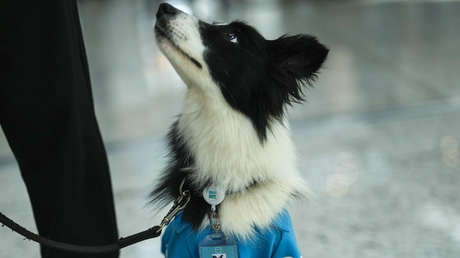 En Chile impulsan proyecto para otorgar permiso laboral por muerte de mascotas