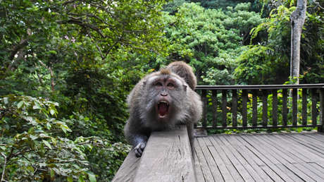 Ingenioso truco con asistente virtual de Amazon salva a unas niñas de un peligroso mono salvaje