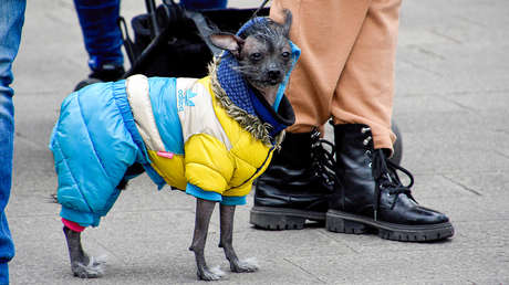 Comunidades alemanas piden detener el flujo de refugiados ucranianos