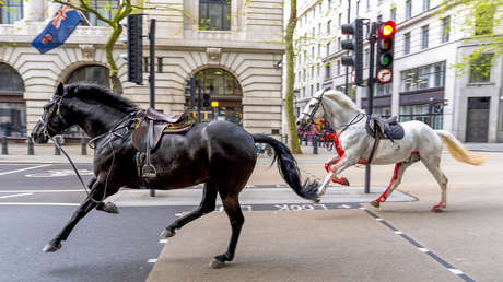 Caballos sueltos de la Guardia Real generan un tumulto en el centro de Londres (VIDEO)