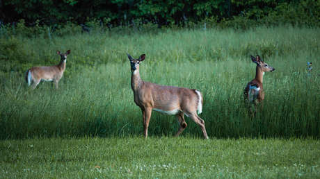 La 'enfermedad del ciervo zombi' se propaga en EE.UU.