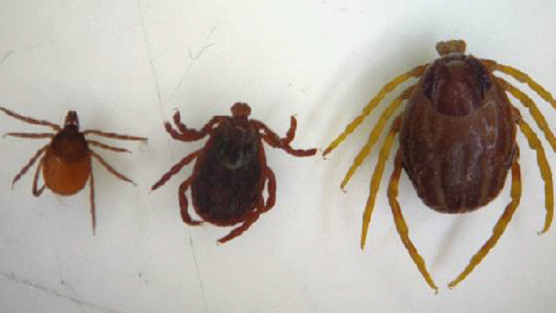 "Garrapatas monstruosas" se propagan por Europa