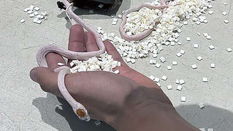 Un pasajero de avión intenta esconder en sus pantalones un equipaje inusual