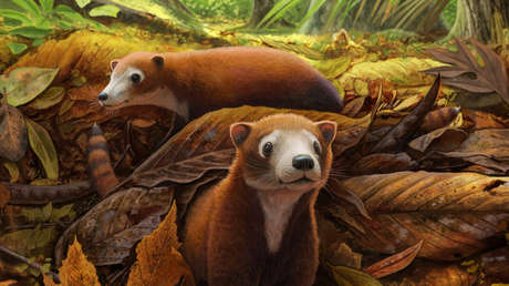 Identifican al lejano pariente de las vacas, del tamaño de una chinchilla, que 'sustituyó' a los dinosaurios