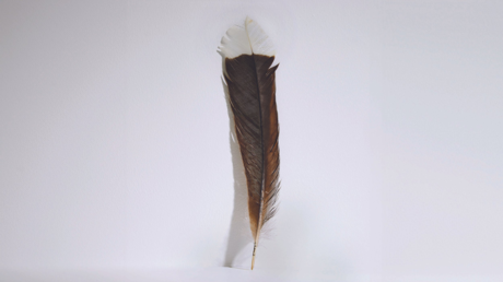 Más cara que el oro: Venden una pluma de un ave extinta por una cifra récord