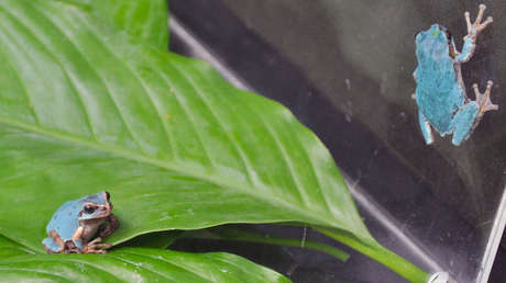 Encuentran a una rana de rarísimo color en Japón