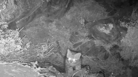 VIDEO: Captan a uno de los felinos más raros y amenazados cerca de Santiago