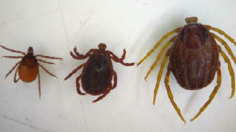 "Garrapatas monstruosas" se propagan por Europa