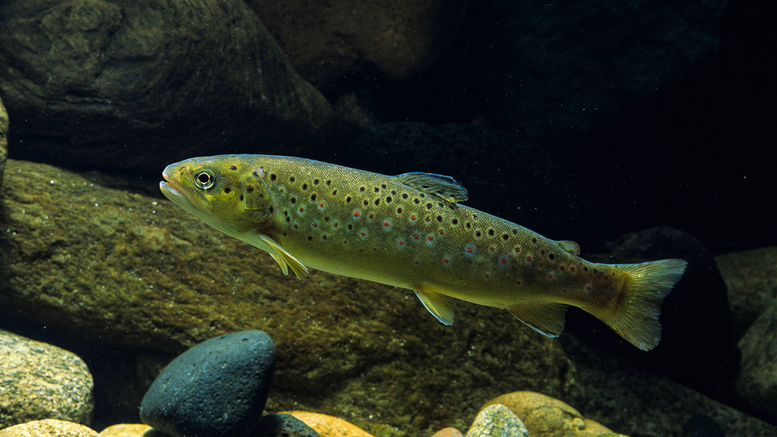 Residuos farmacéuticos provocan adicciones y otras alteraciones en animales