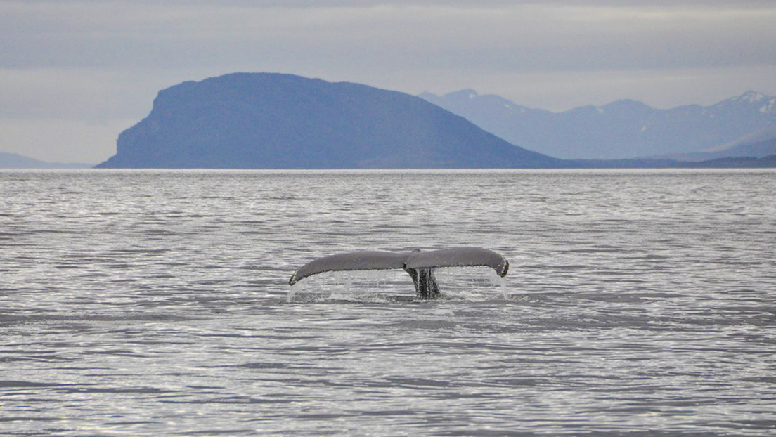 Gabriel Boric desafiando a Rusia y la ballena 'Ucrania' en los mares de Chile