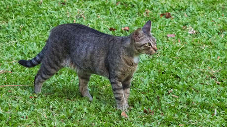 VIDEO: Un gatito irrumpe en la cancha y se roba el protagonismo en la liga sueca