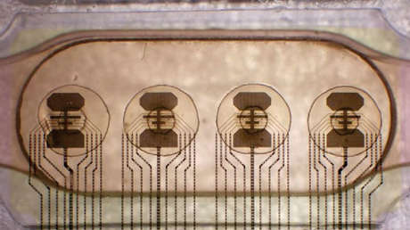 Conectan 16 minicerebros humanos para crear la primera 'biocomputadora' de bajo consumo de energía