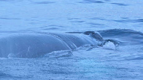 Final feliz: salvan en Rusia a la ballena jorobada que pasó días en redes de pesca