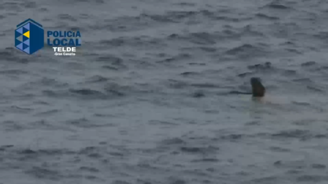 VIDEO: Un tiburón siembra el pánico en una playa de España