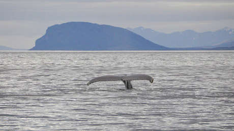 Gabriel Boric desafiando a Rusia y la ballena 'Ucrania' en los mares de Chile