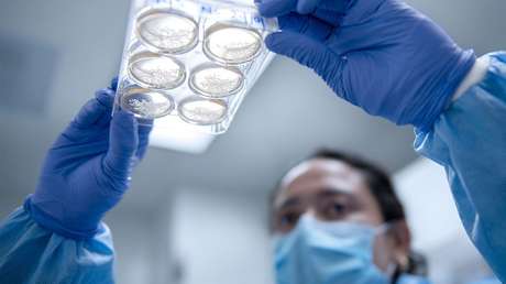 Nueva investigación con 'minicerebros' humanos confirma una impactante teoría sobre el autismo