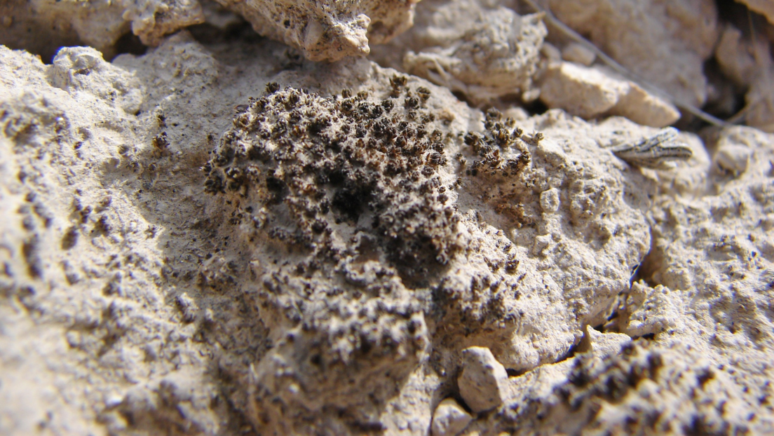 Encuentran planta pionera capaz de sobrevivir en Marte