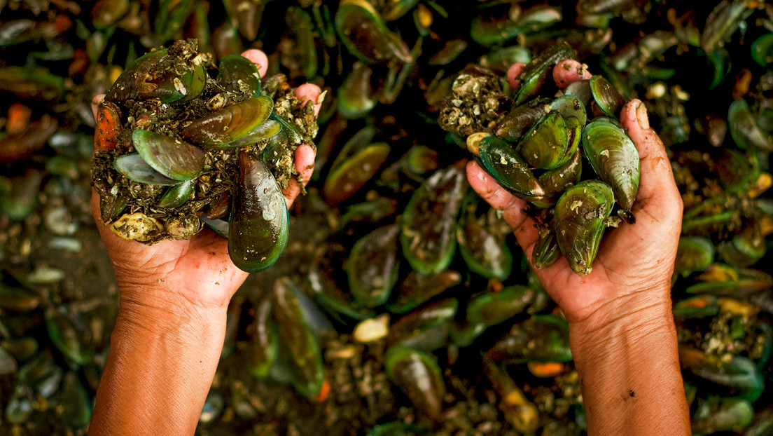 Hallan un material peligroso para la salud en ostras y mejillones