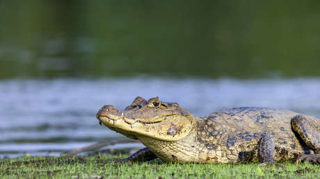VIDEO: Cocodrilo "de paseo" por una carretera de la India sorprende a transeúntes