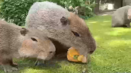 VIDEO: Carpinchos del zoo de Moscú toman helado ante ola de calor