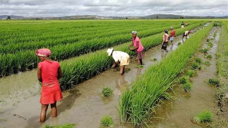 Reducir a la mitad el desperdicio de comida tendría este impactante efecto para el mundo