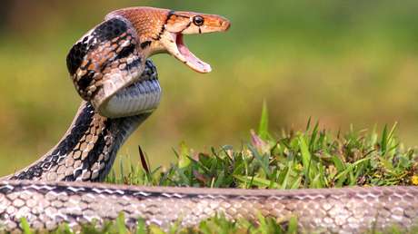 Serpiente muere por la mordedura de un hombre