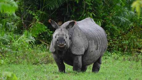 Nueve criaturas amenazadas, entre más de 150 animales muertos por las inundaciones en la India